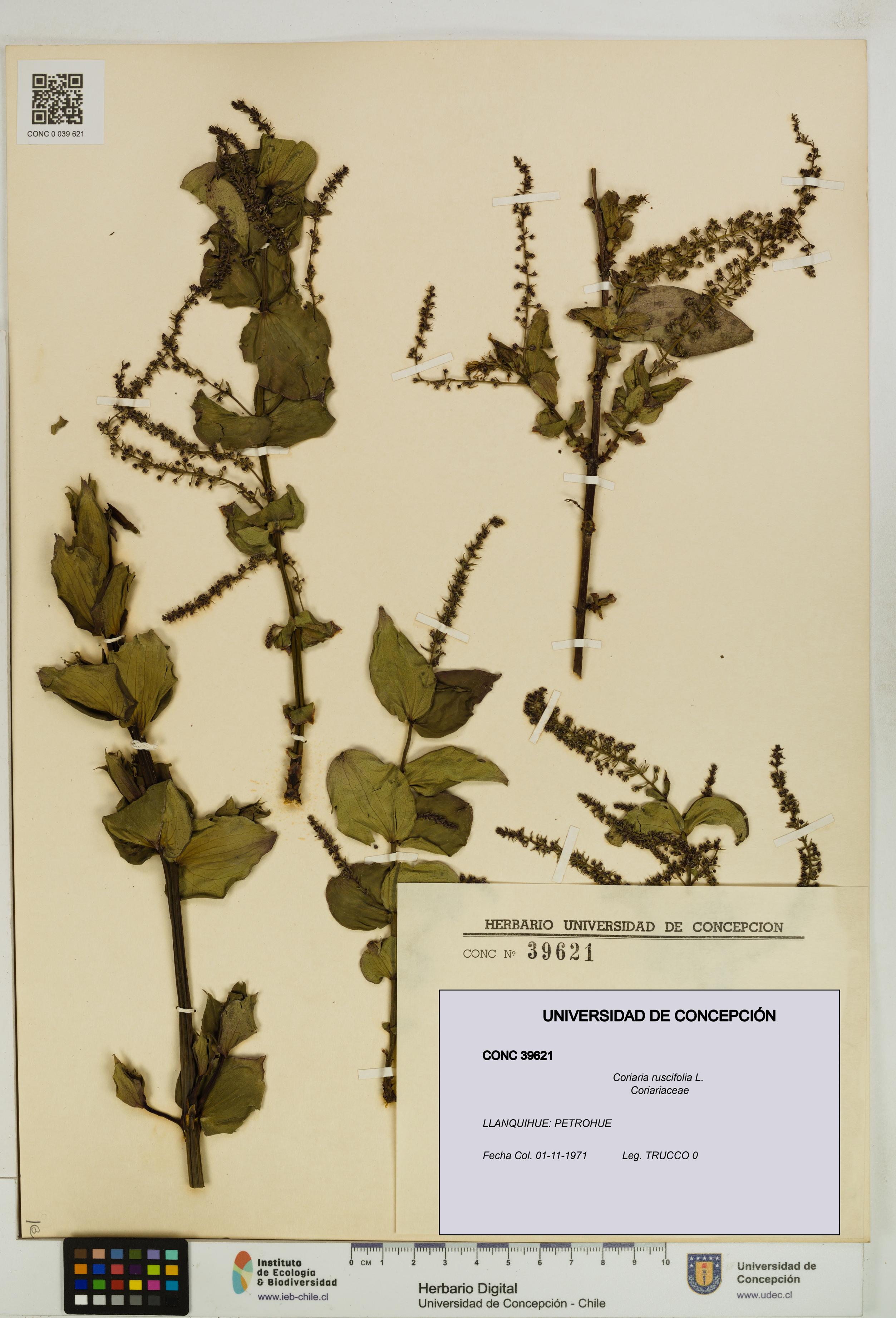 Coriaria ruscifolia [Espécimen: ]