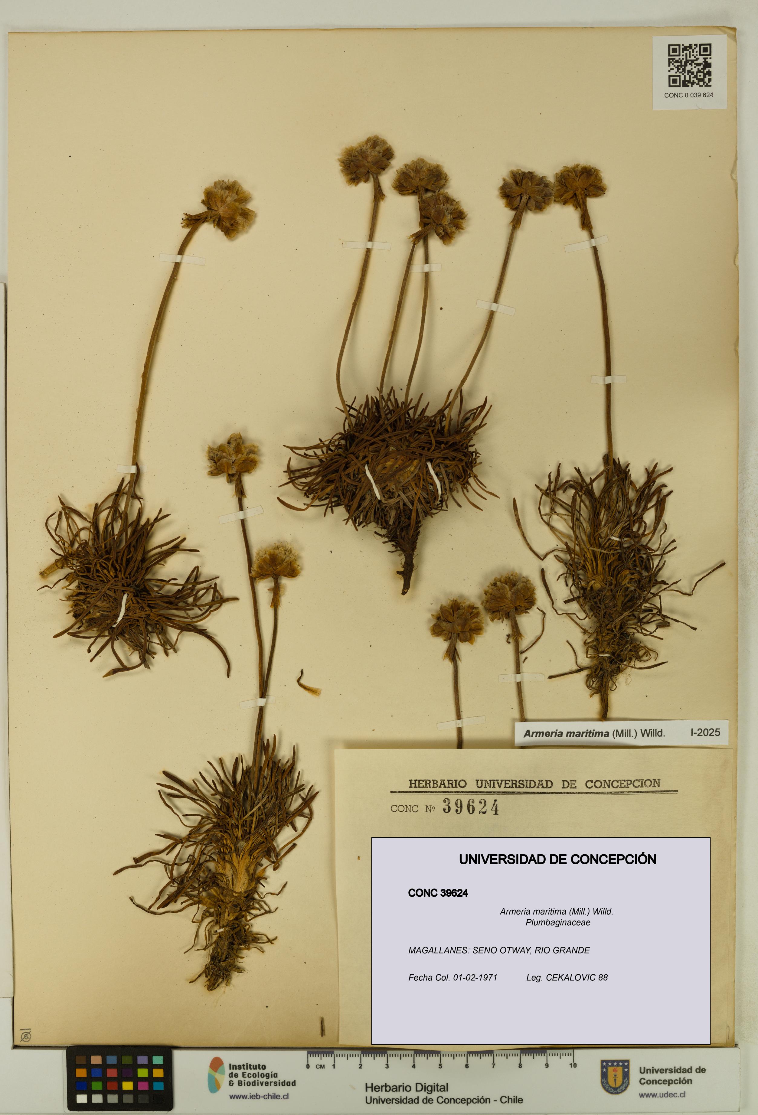 Armeria maritima [Espécimen: UDEC:CONC:0039624]