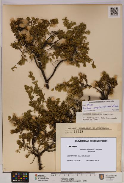 Baccharis magellanica [Espécimen: UDEC:CONC:0039629]