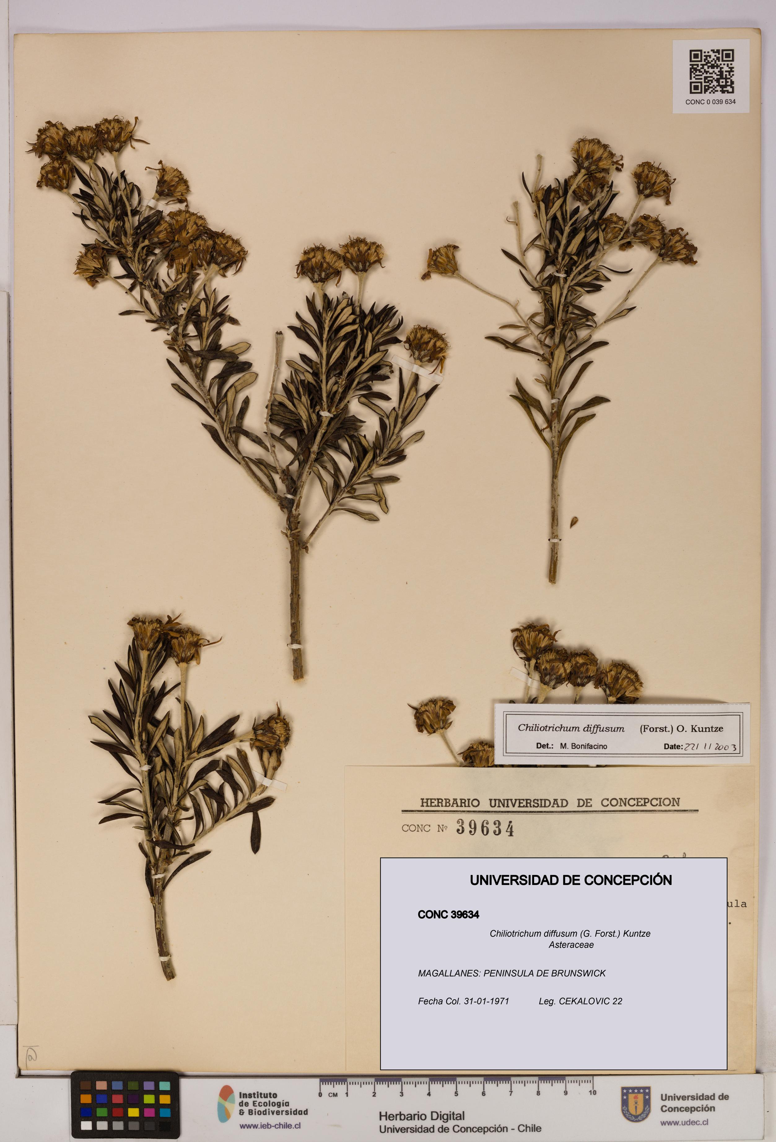 Chiliotrichum diffusum [Espécimen: UDEC:CONC:0039634]