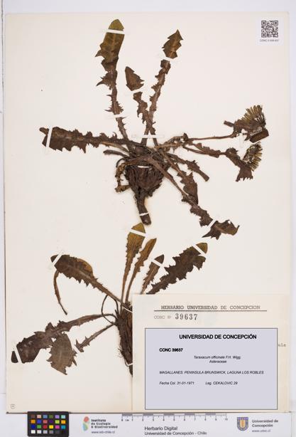 Taraxacum officinale [Espécimen: ]