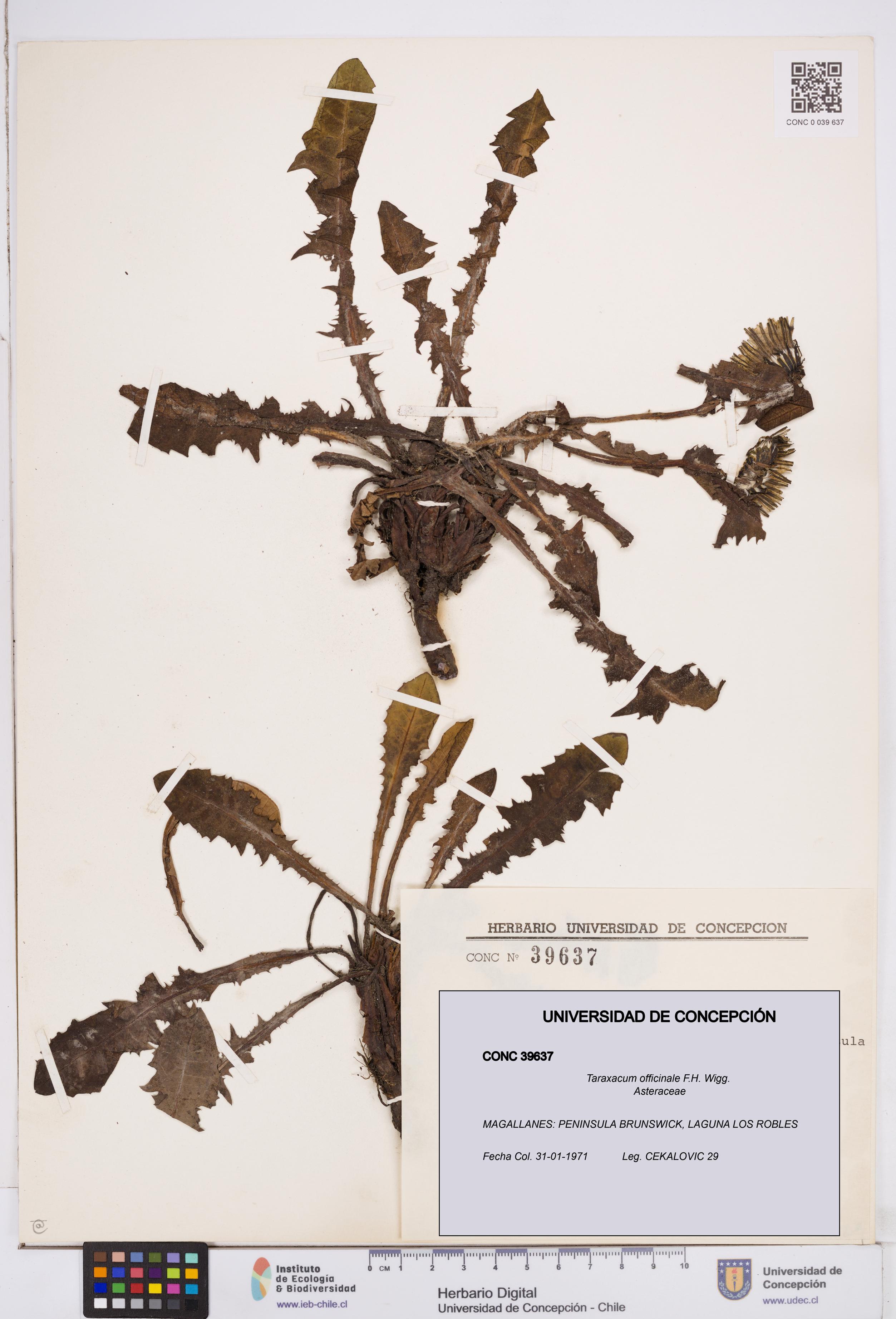 Taraxacum officinale [Espécimen: ]
