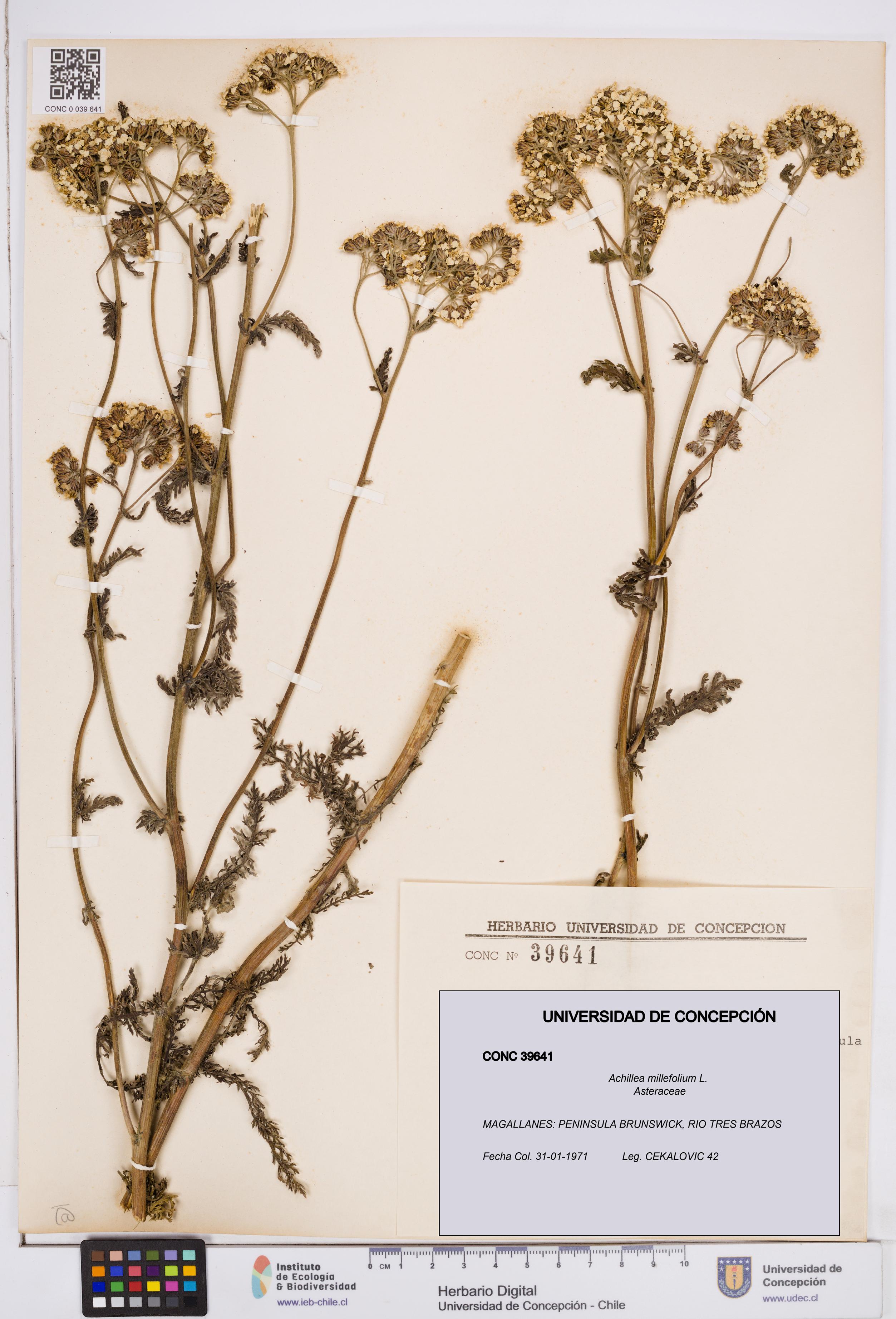 Achillea millefolium [Espécimen: ]