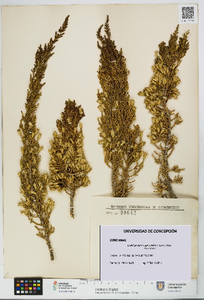 Lepidophyllum cupressiforme [Espécimen: UDEC:CONC:0039642]