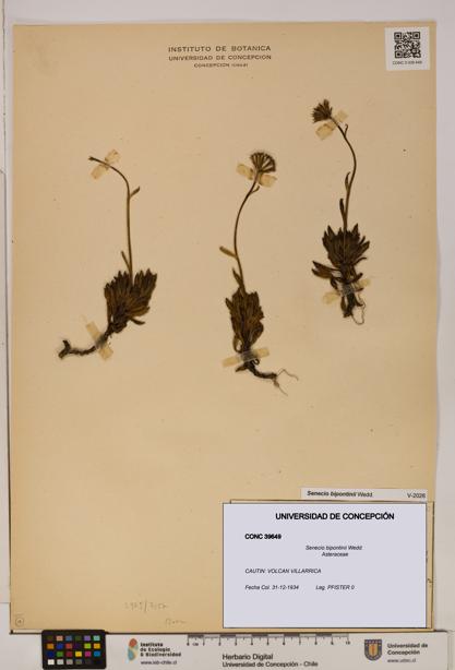 Senecio bipontinii [Espécimen: UDEC:CONC:0039649]