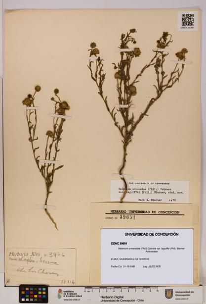 Helenium urmenetae var. leguiffei [Espécimen: UDEC:CONC:0039651]