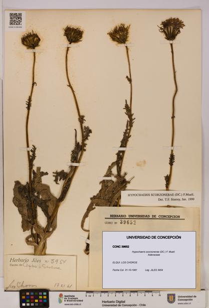 Hypochaeris scorzonerae [Espécimen: UDEC:CONC:0039652]