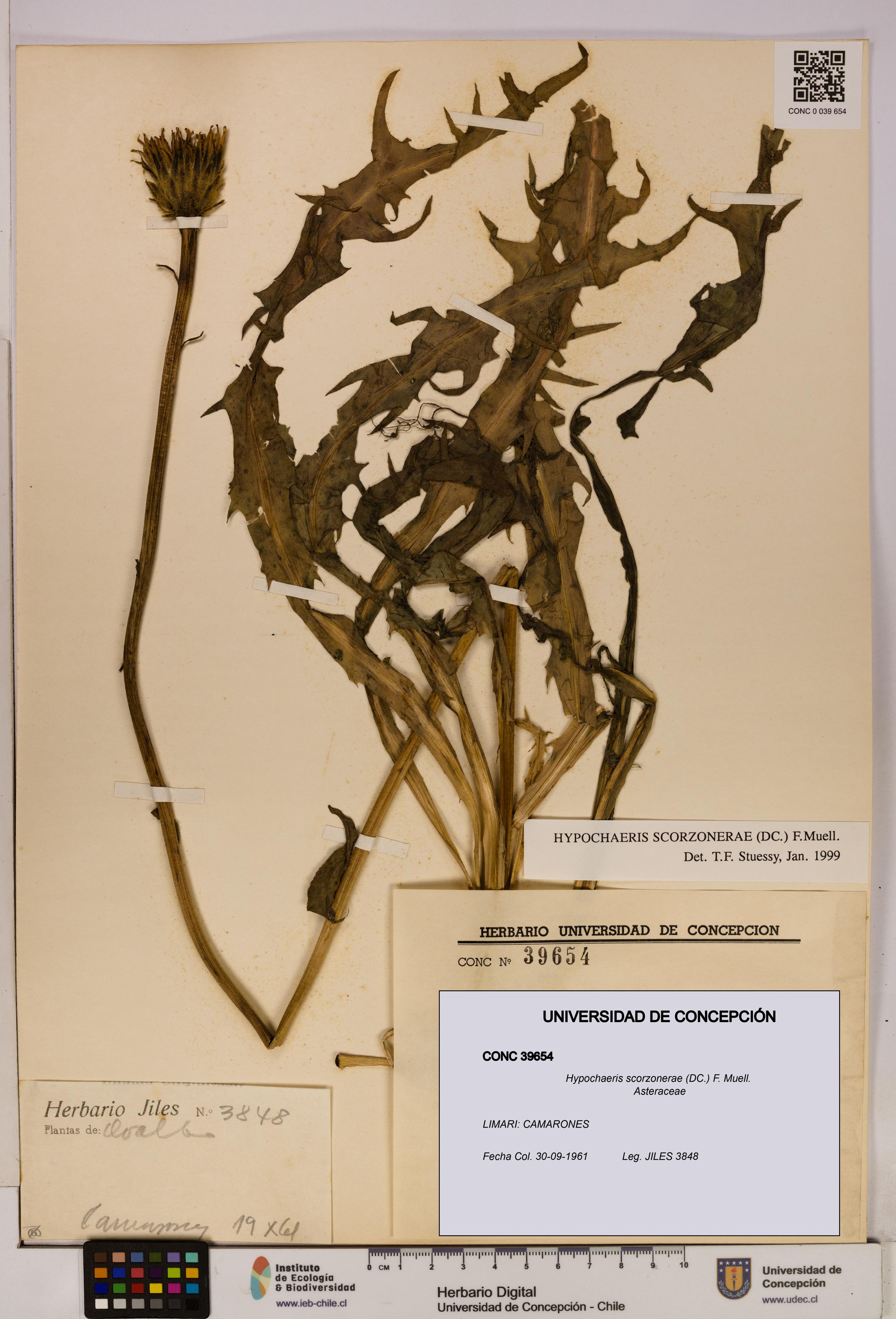Hypochaeris scorzonerae [Espécimen: UDEC:CONC:0039654]