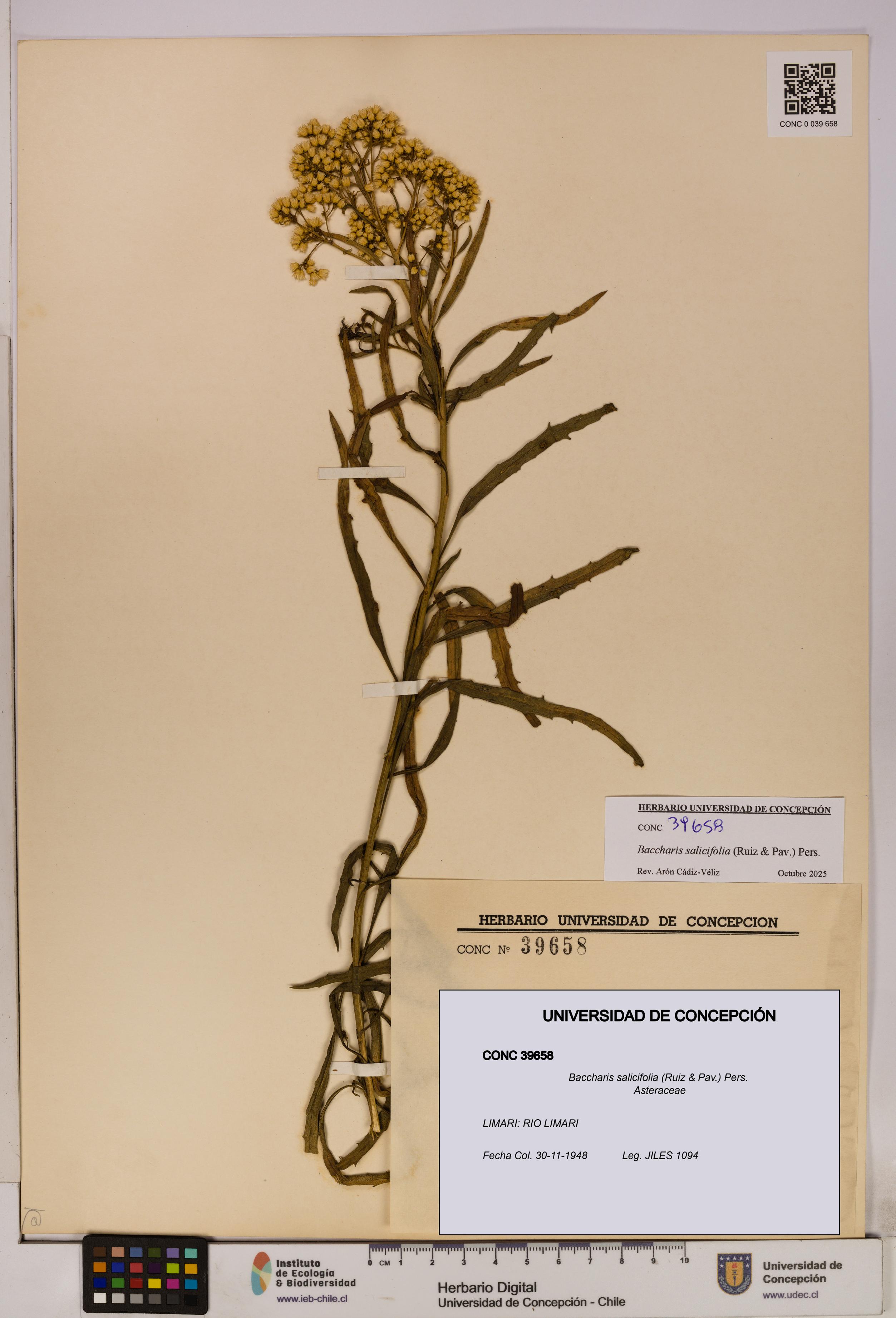 Baccharis salicifolia [Espécimen: UDEC:CONC:0039658]