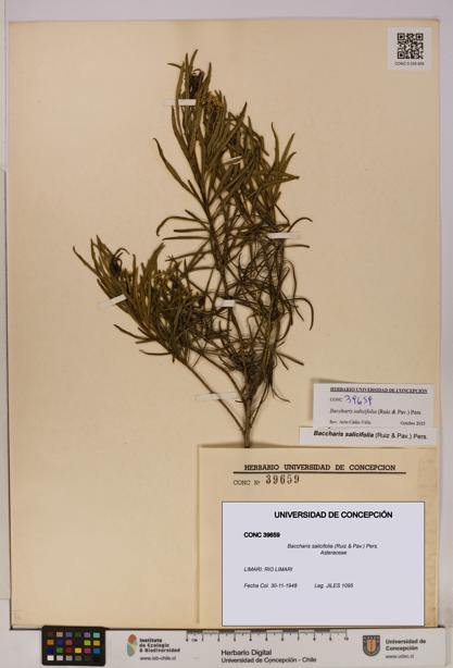 Baccharis salicifolia [Espécimen: UDEC:CONC:0039659]