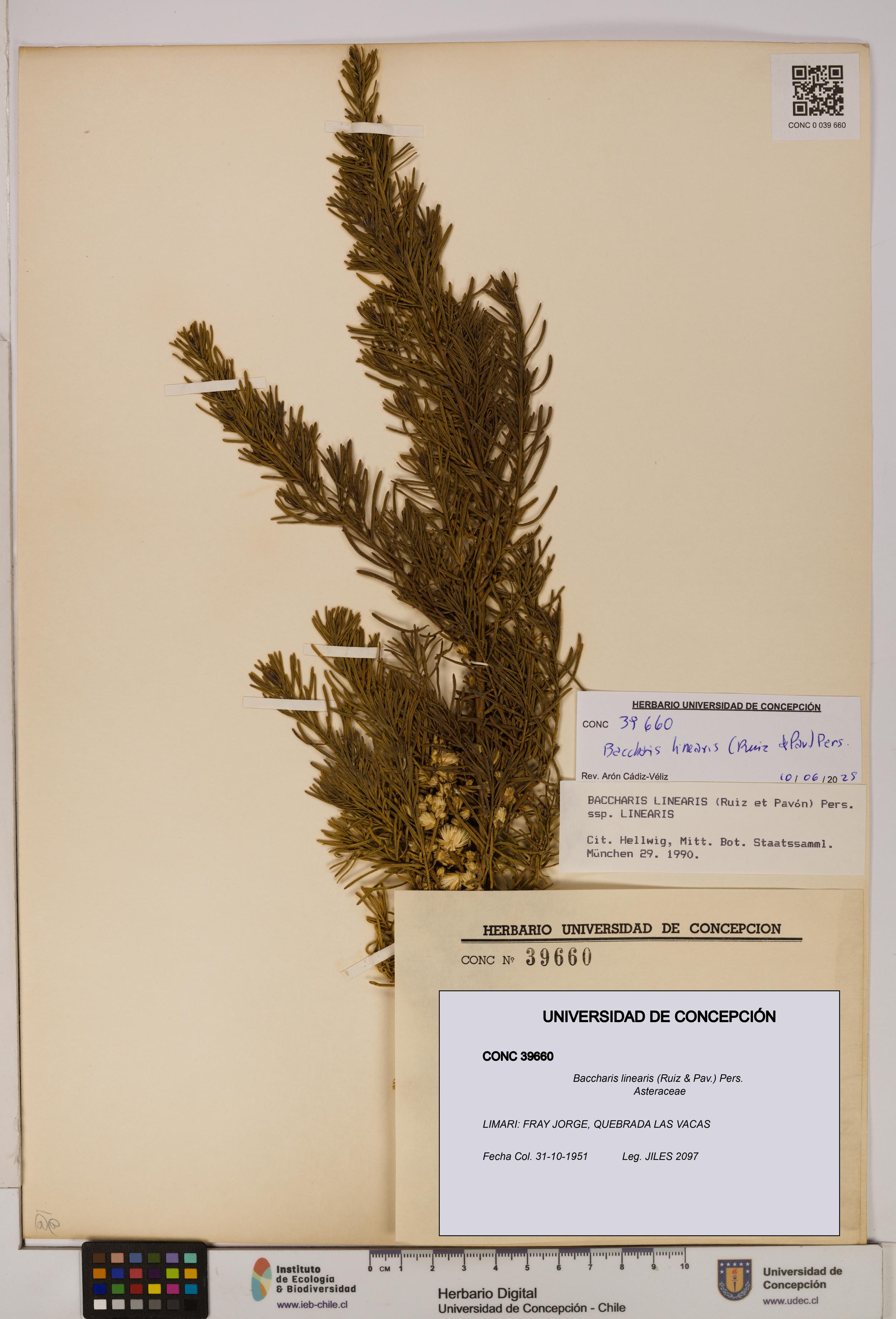 Baccharis linearis [Espécimen: UDEC:CONC:0039660]