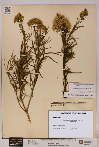 Baccharis salicifolia [Espécimen: UDEC:CONC:0039661]