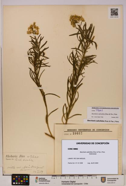 Baccharis salicifolia [Espécimen: UDEC:CONC:0039662]