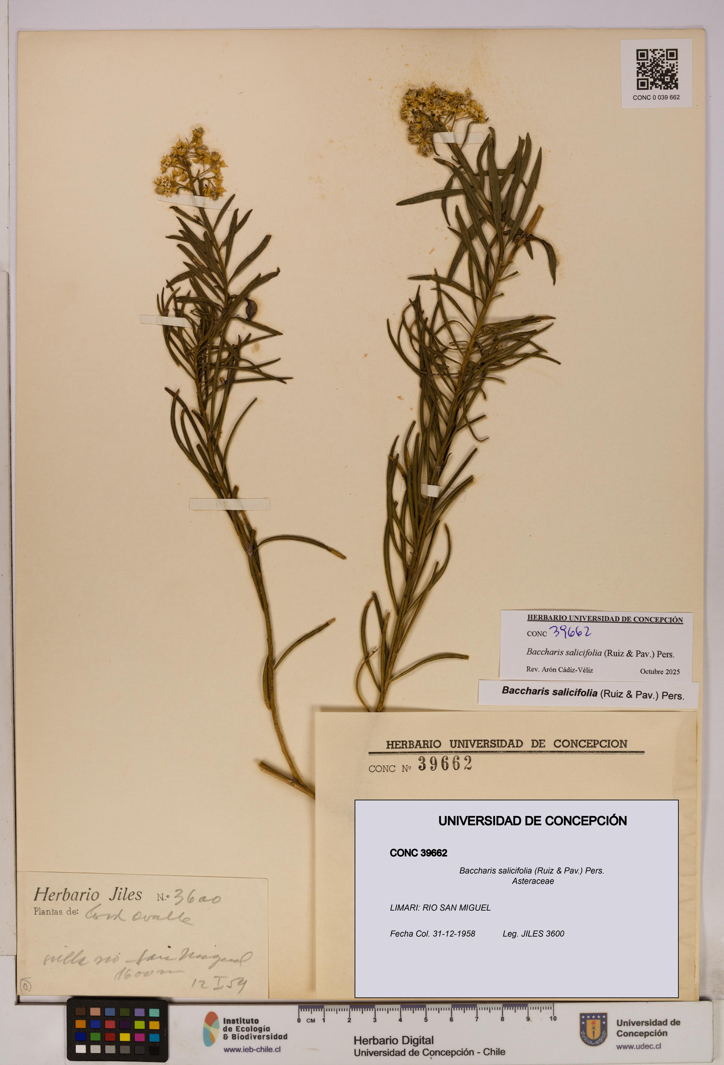 Baccharis salicifolia [Espécimen: UDEC:CONC:0039662]