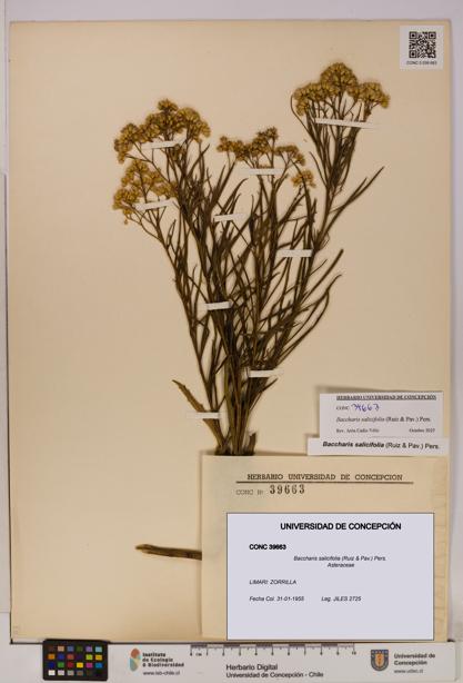 Baccharis salicifolia [Espécimen: UDEC:CONC:0039663]