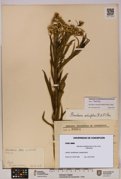 Baccharis salicifolia [Espécimen: UDEC:CONC:0039664]