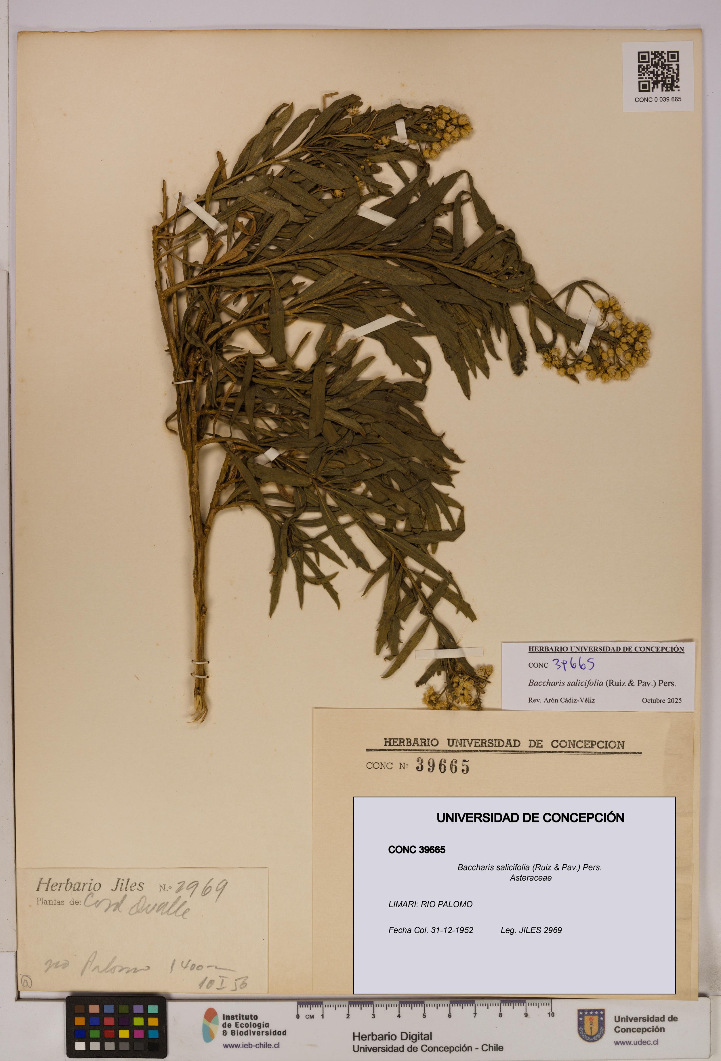 Baccharis salicifolia [Espécimen: UDEC:CONC:0039665]