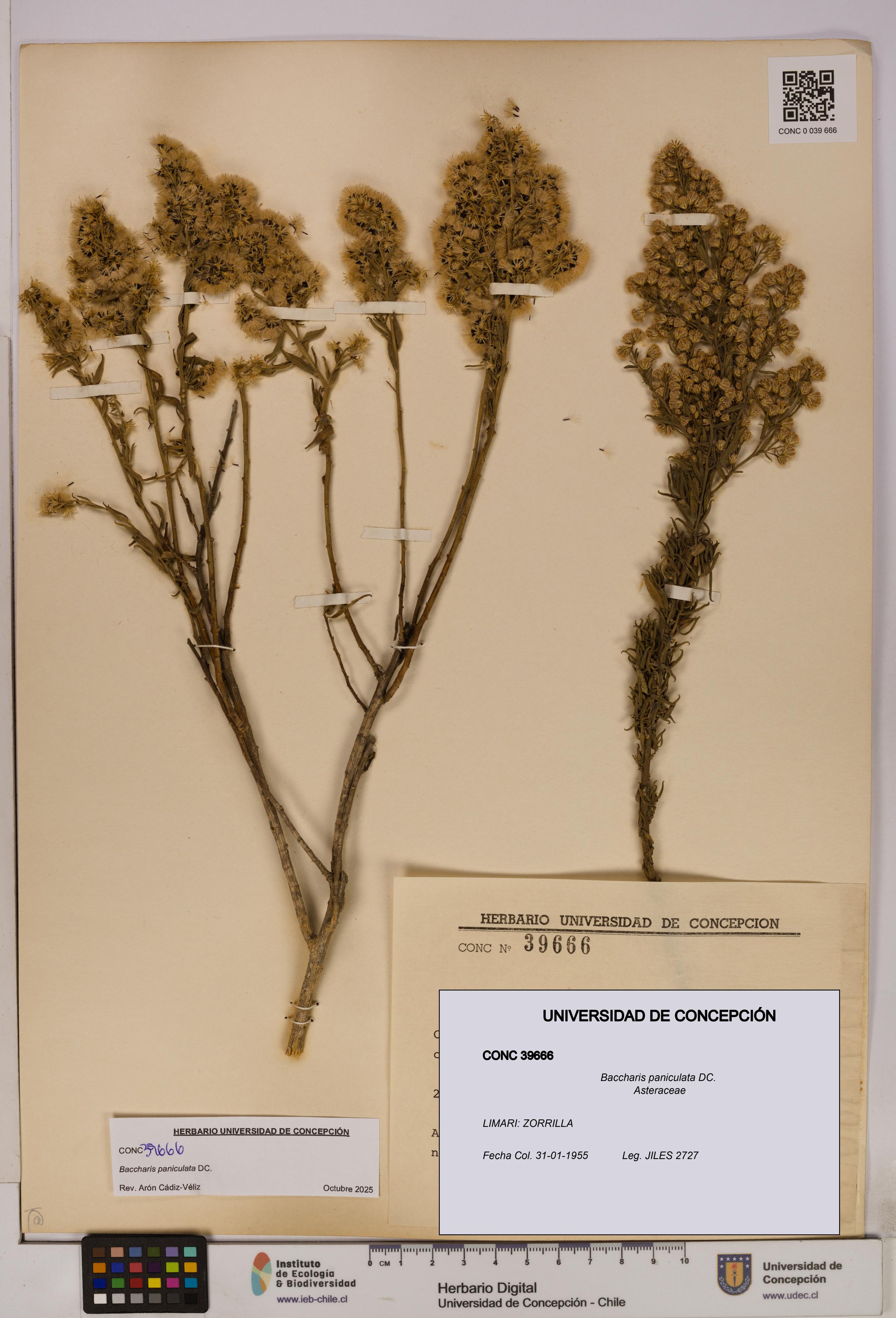 Baccharis paniculata [Espécimen: UDEC:CONC:0039666]