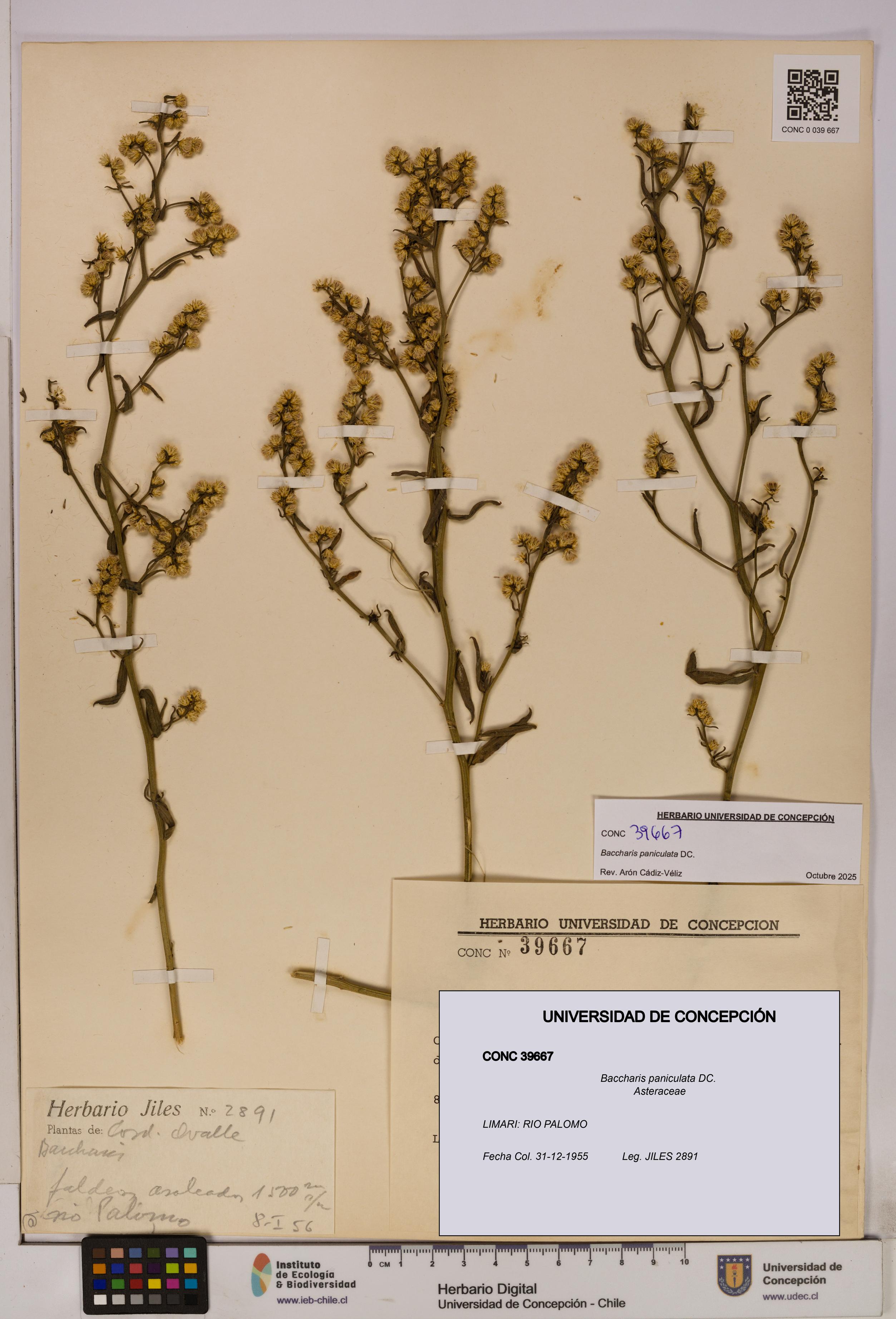 Baccharis paniculata [Espécimen: UDEC:CONC:0039667]