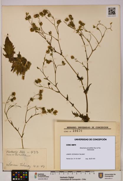 Moscharia pinnatifida [Espécimen: UDEC:CONC:0039670]