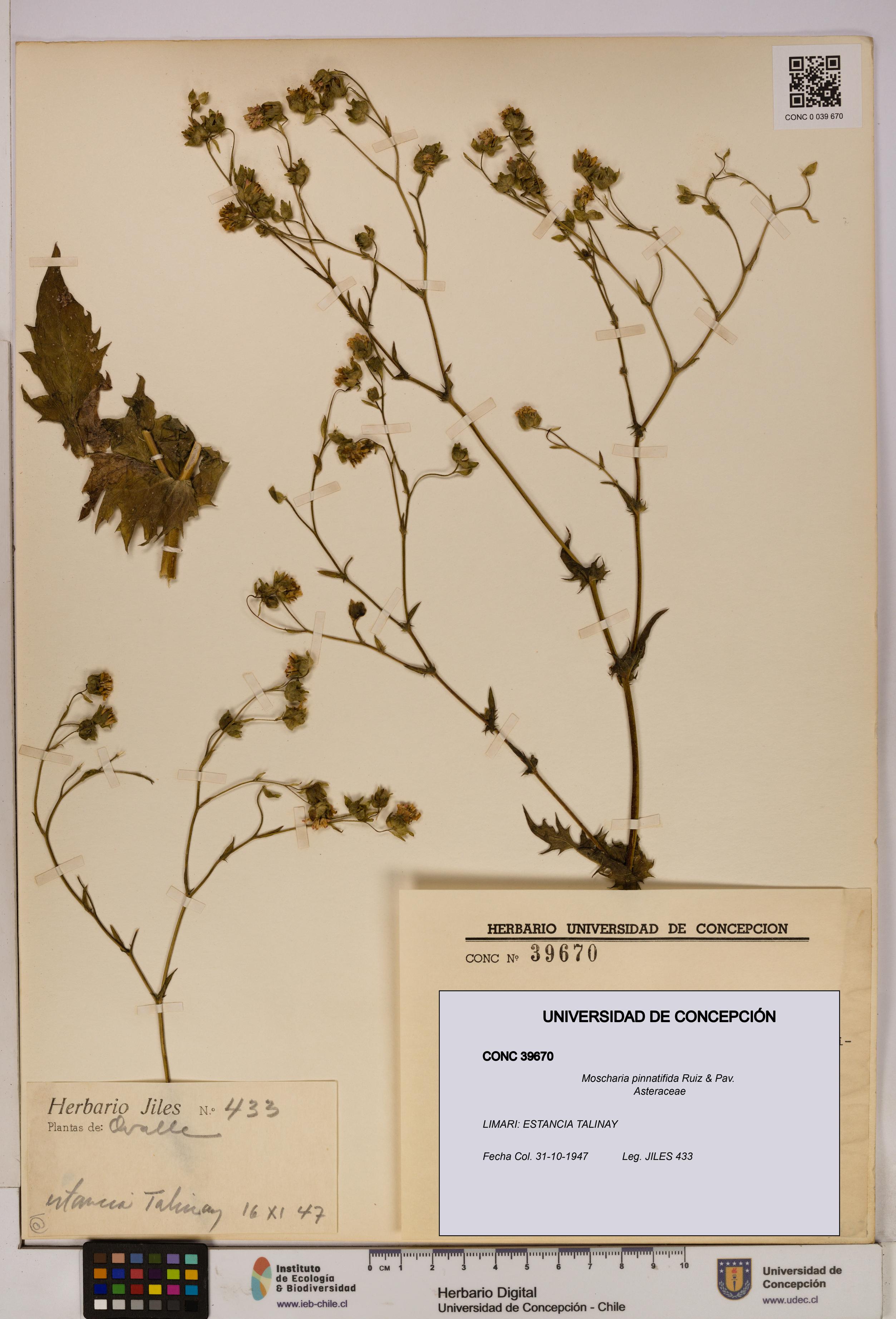 Moscharia pinnatifida [Espécimen: UDEC:CONC:0039670]