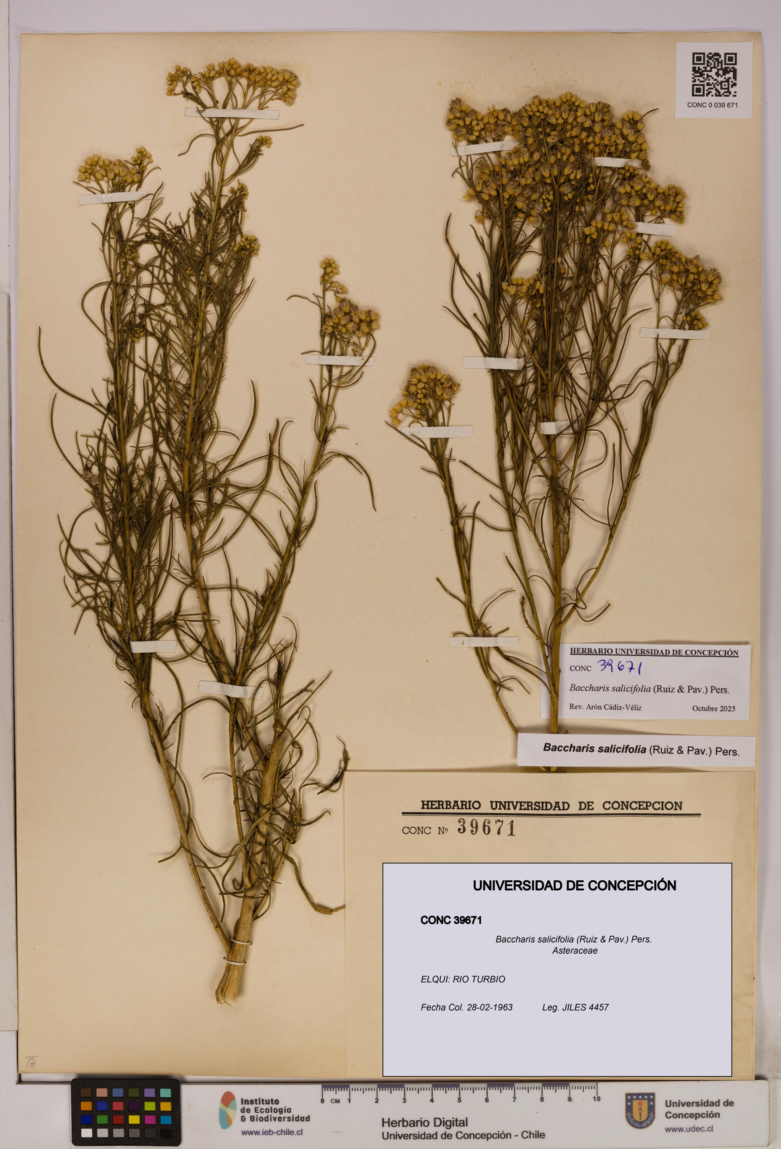 Baccharis salicifolia [Espécimen: UDEC:CONC:0039671]