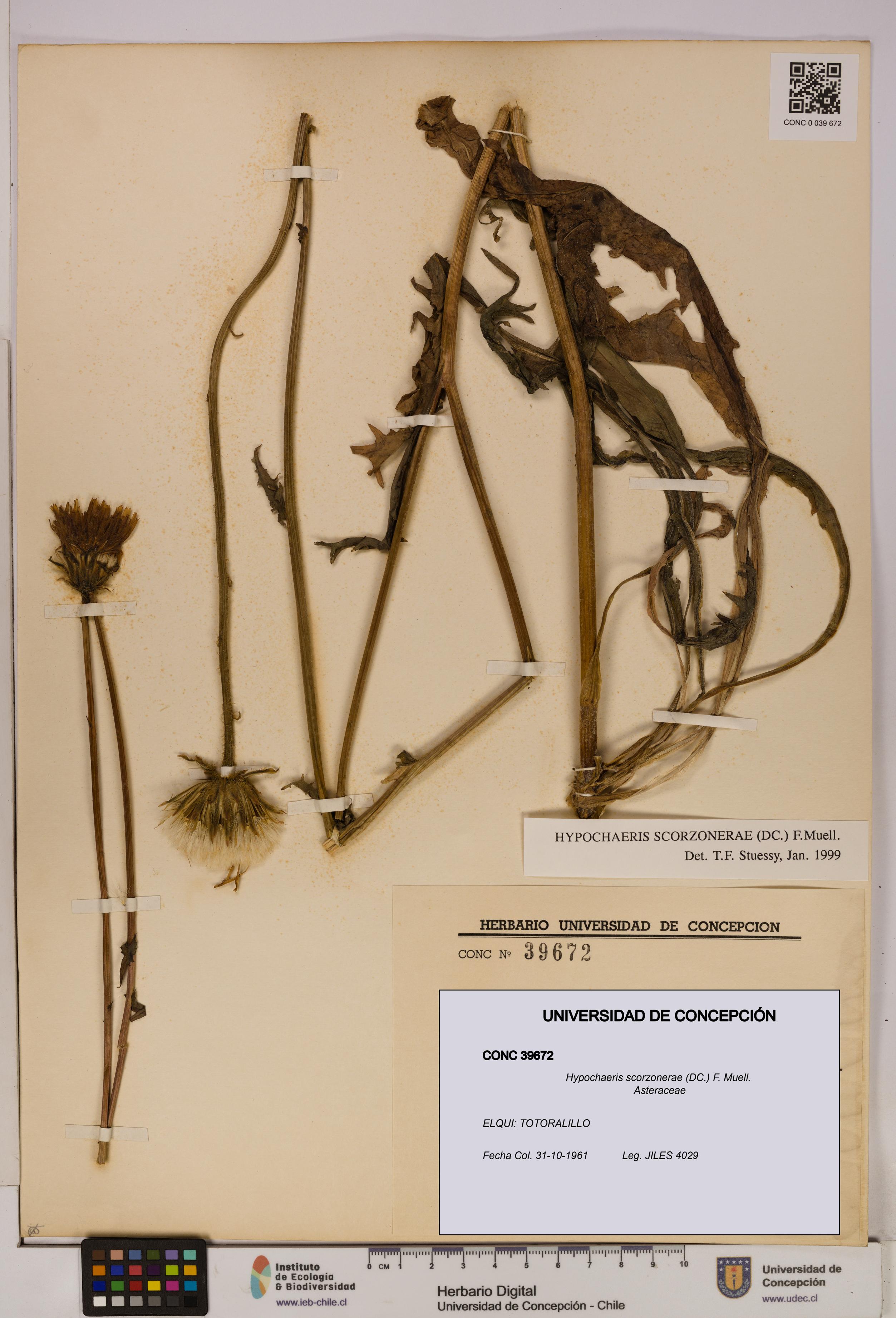 Hypochaeris scorzonerae [Espécimen: UDEC:CONC:0039672]