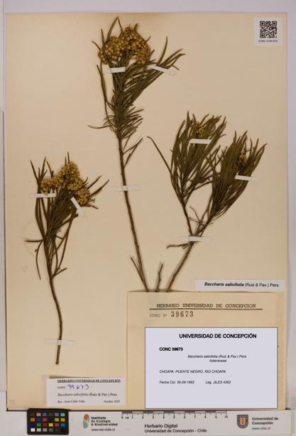 Baccharis salicifolia [Espécimen: UDEC:CONC:0039673]