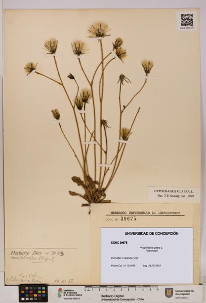 Hypochaeris glabra [Espécimen: UDEC:CONC:0039675]