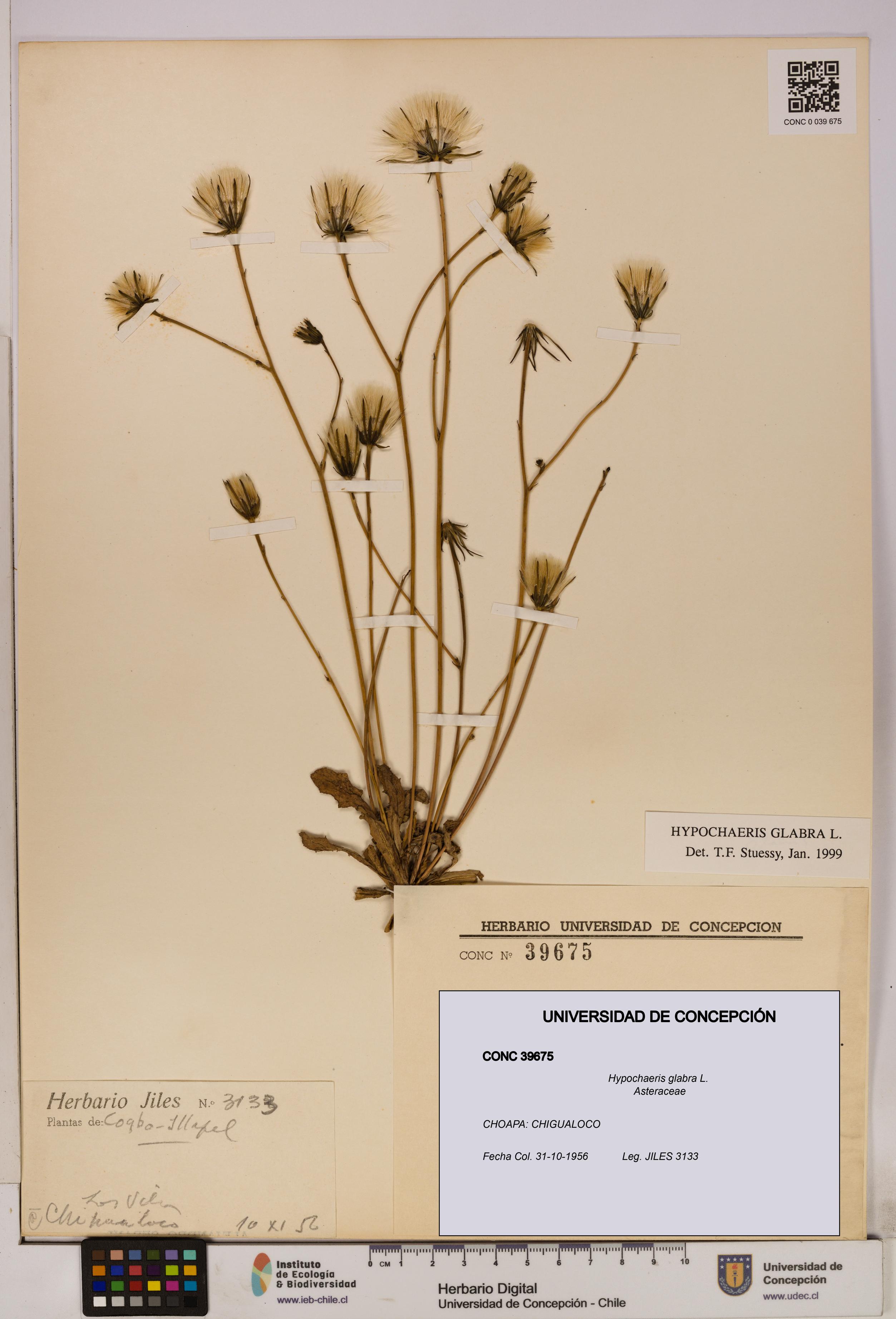 Hypochaeris glabra [Espécimen: UDEC:CONC:0039675]