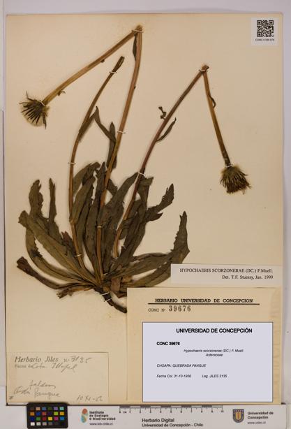 Hypochaeris scorzonerae [Espécimen: UDEC:CONC:0039676]