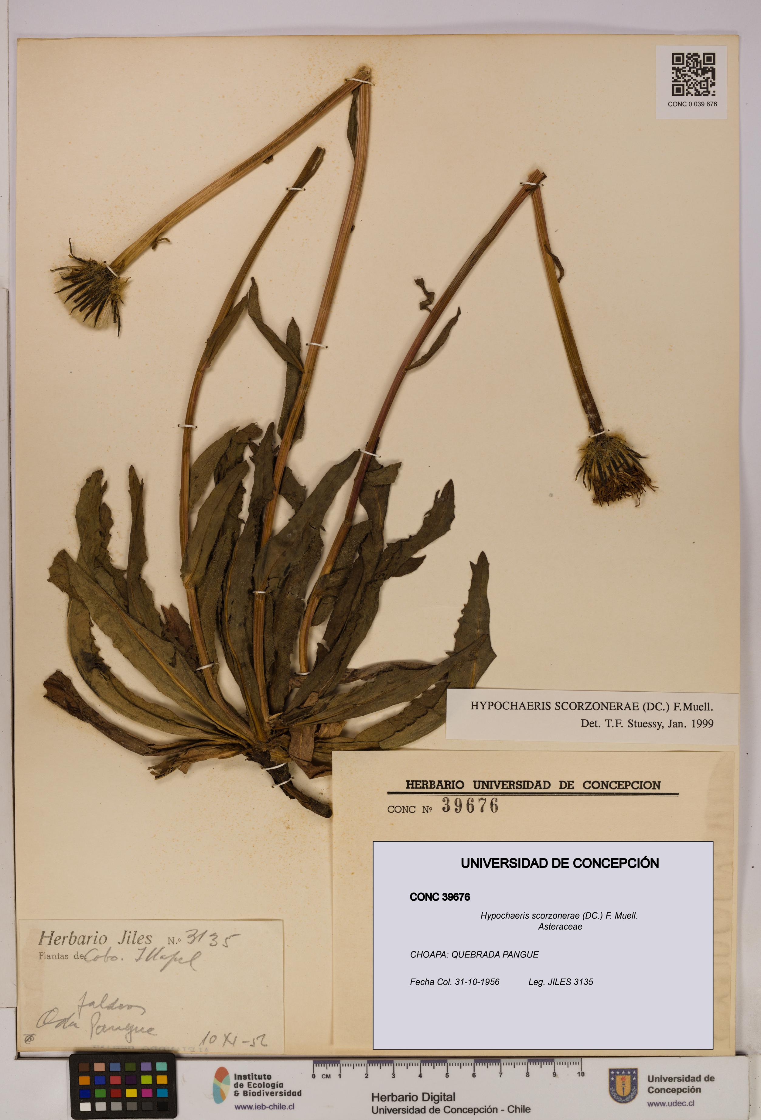 Hypochaeris scorzonerae [Espécimen: UDEC:CONC:0039676]