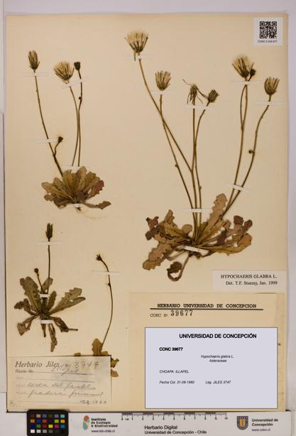 Hypochaeris glabra [Espécimen: UDEC:CONC:0039677]