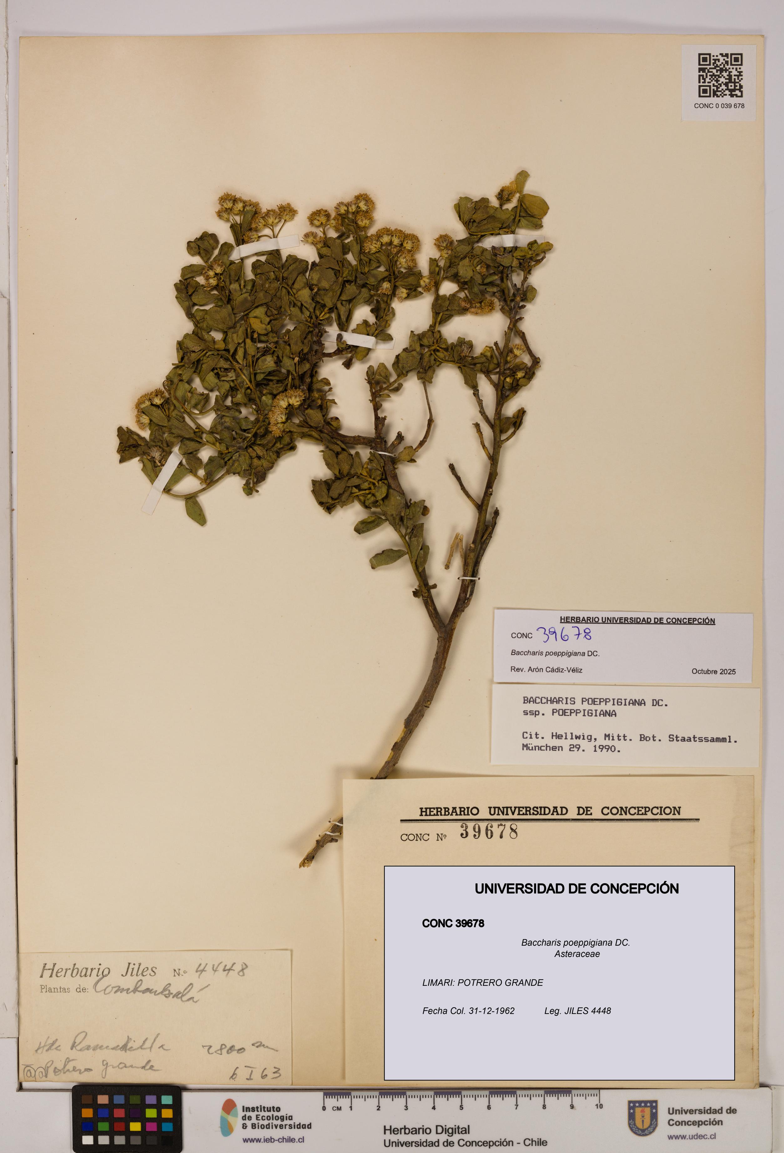 Baccharis poeppigiana [Espécimen: UDEC:CONC:0039678]