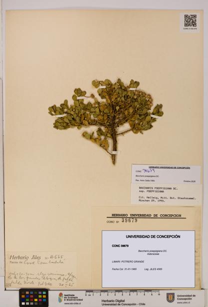 Baccharis poeppigiana [Espécimen: UDEC:CONC:0039679]