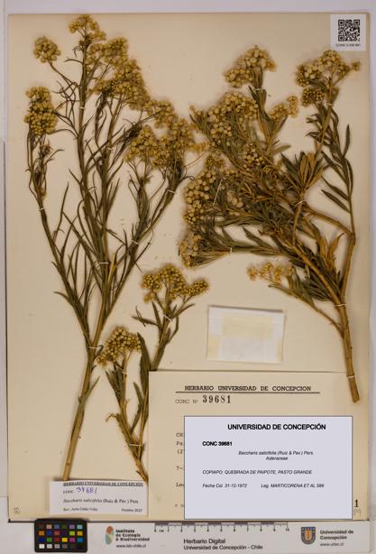 Baccharis salicifolia [Espécimen: UDEC:CONC:0039681]