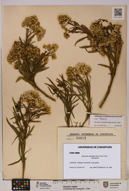Baccharis salicifolia [Espécimen: UDEC:CONC:0039682]