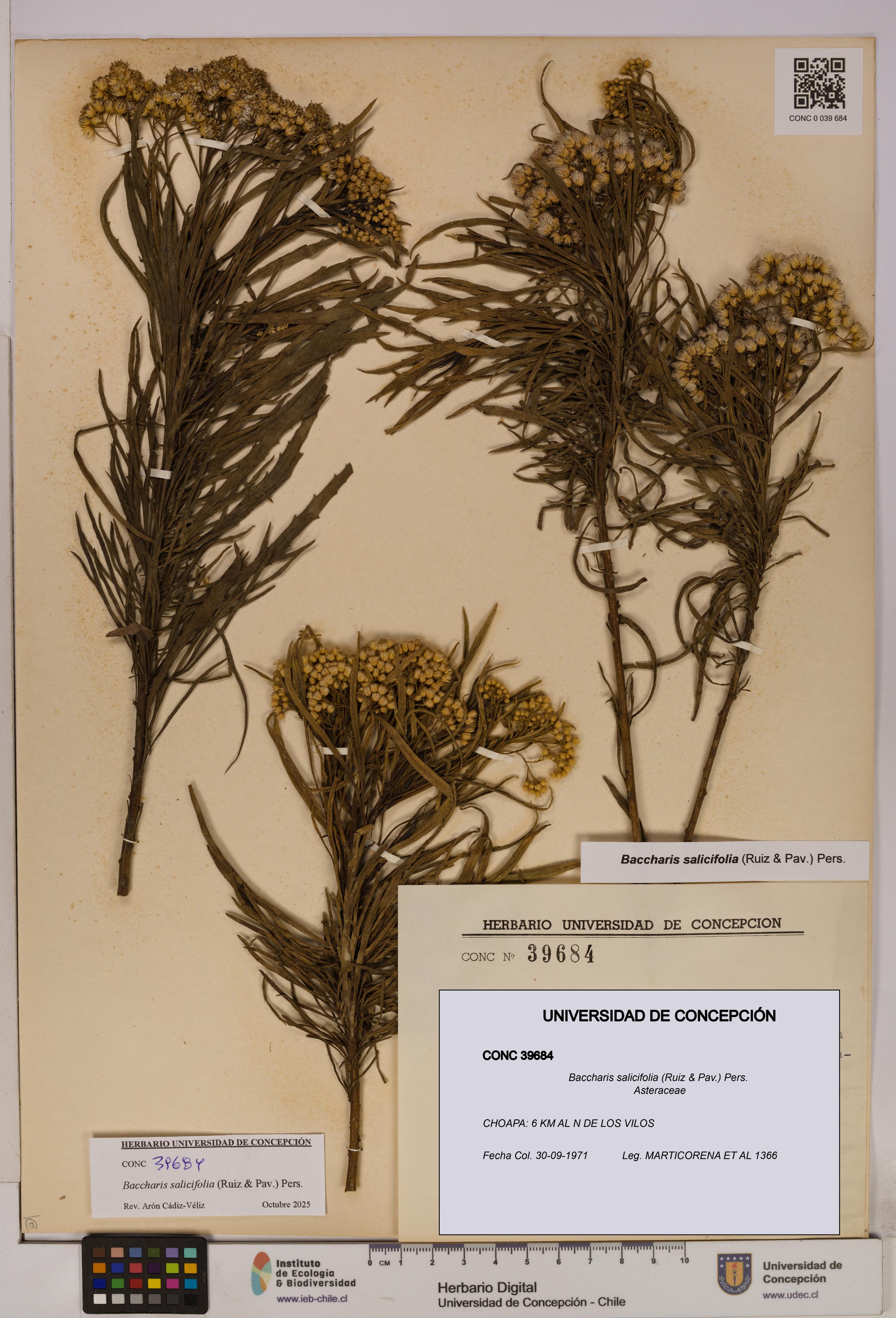 Baccharis salicifolia [Espécimen: UDEC:CONC:0039684]