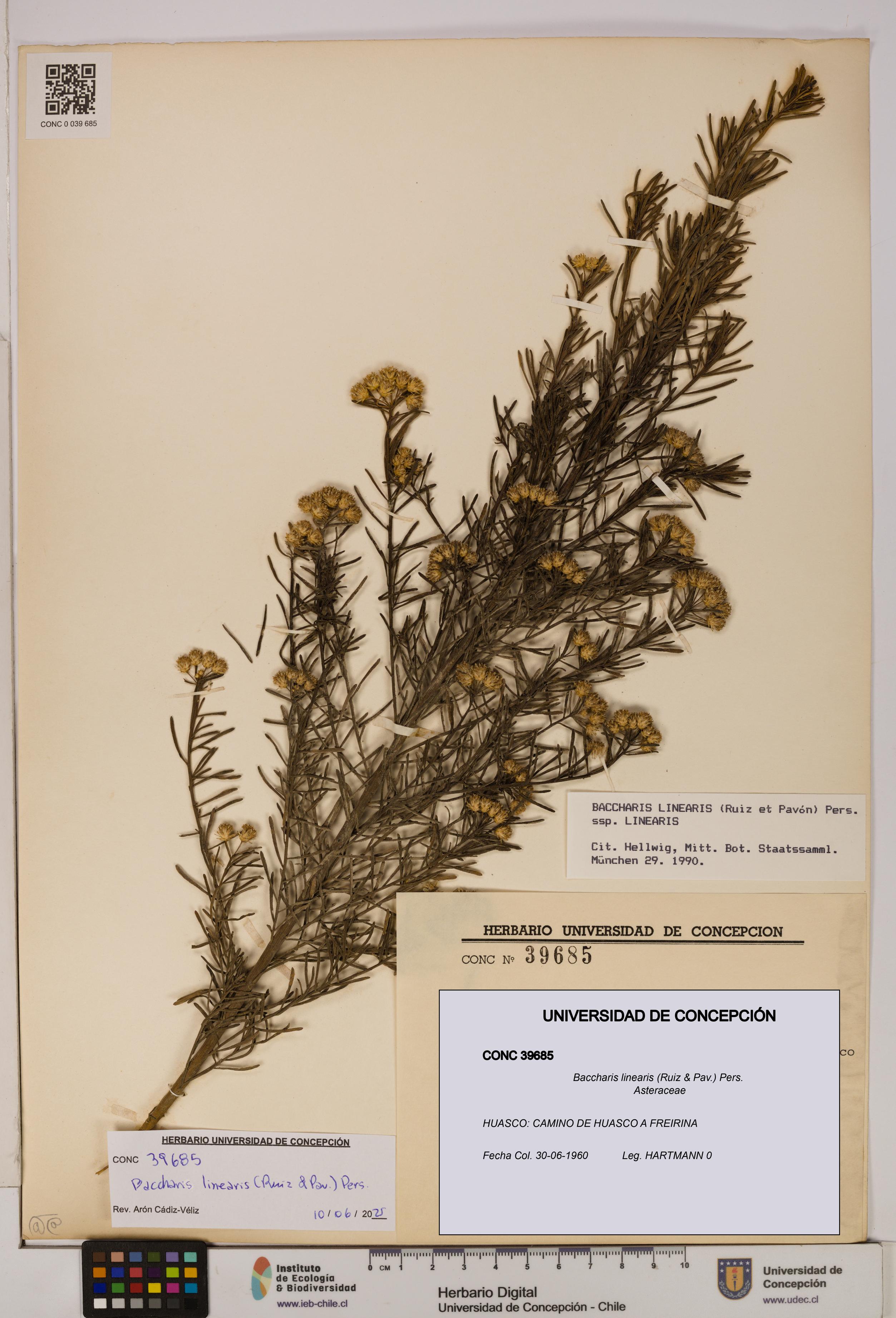 Baccharis linearis [Espécimen: UDEC:CONC:0039685]
