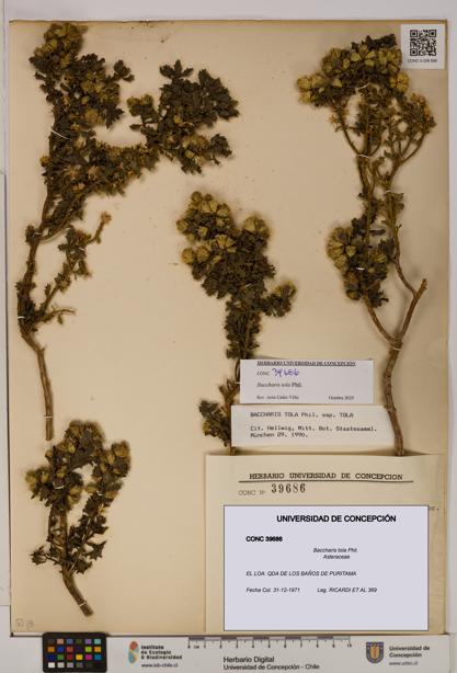 Baccharis tola [Espécimen: UDEC:CONC:0039686]