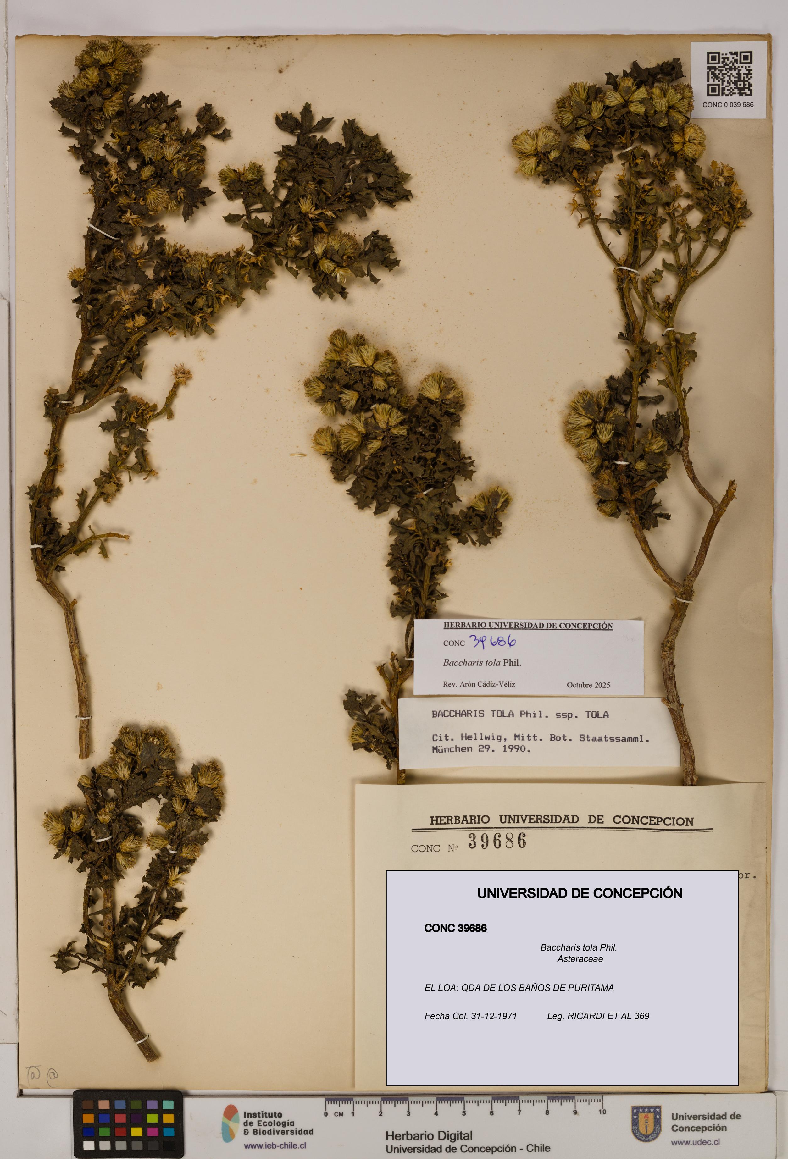 Baccharis tola [Espécimen: UDEC:CONC:0039686]