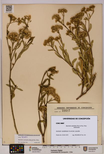Baccharis salicifolia [Espécimen: UDEC:CONC:0039687]