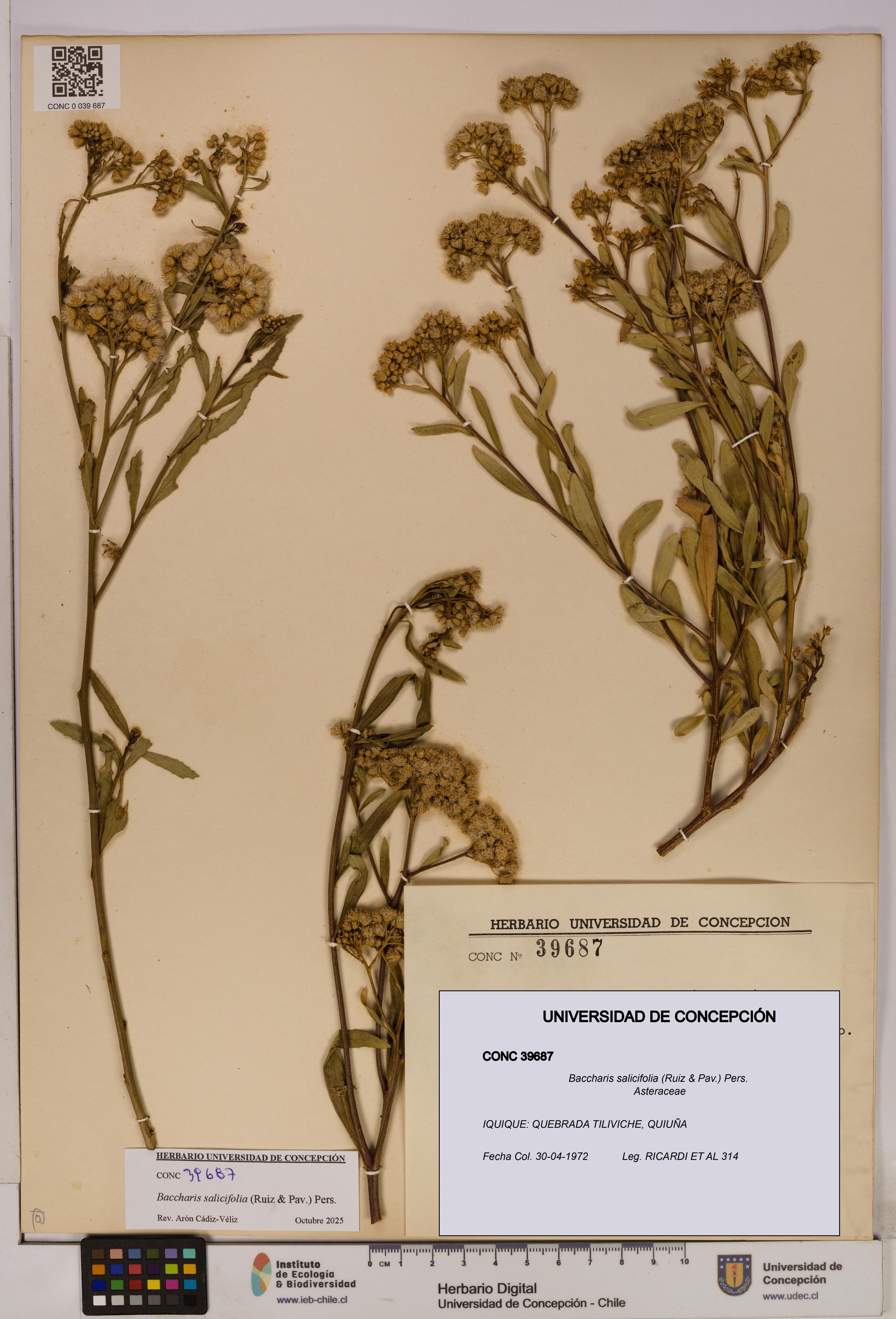 Baccharis salicifolia [Espécimen: UDEC:CONC:0039687]
