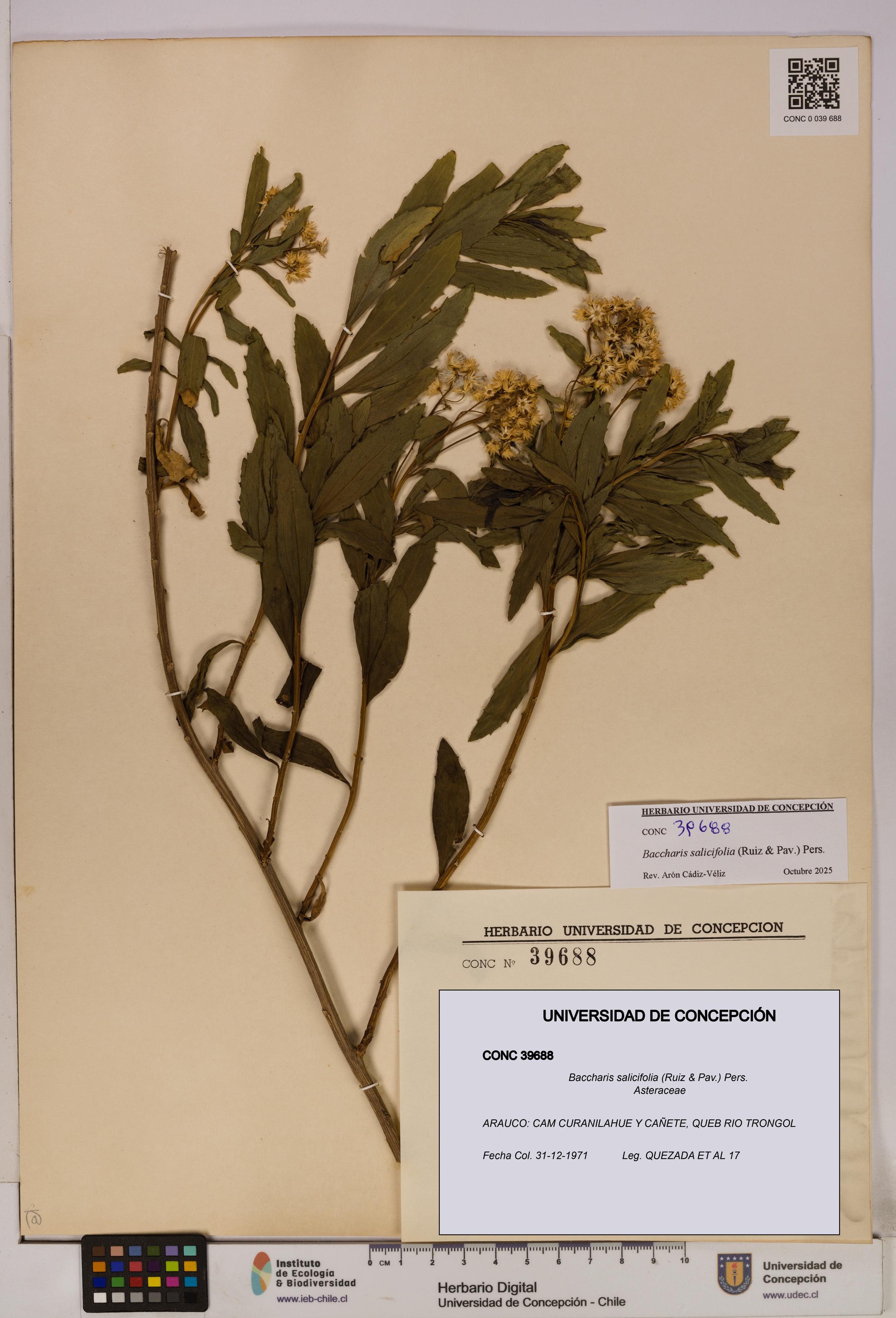 Baccharis salicifolia [Espécimen: UDEC:CONC:0039688]