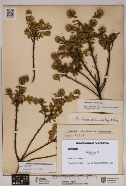 Baccharis neaei [Espécimen: UDEC:CONC:0039689]