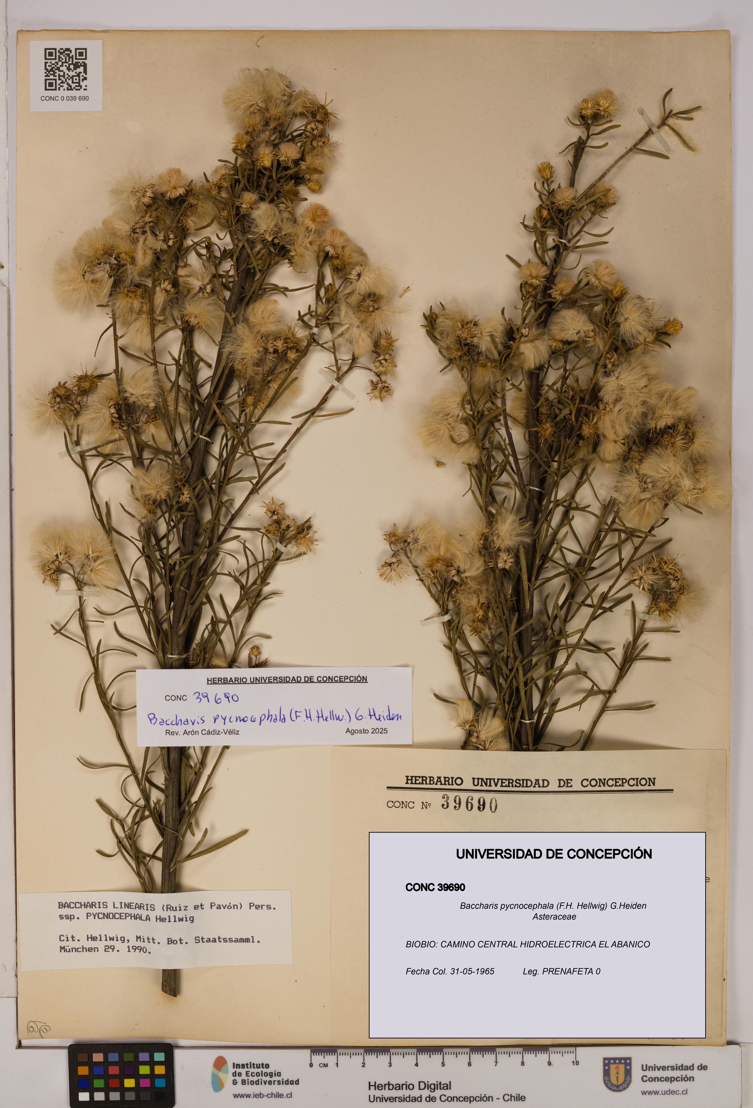 Baccharis pycnocephala [Espécimen: UDEC:CONC:0039690]
