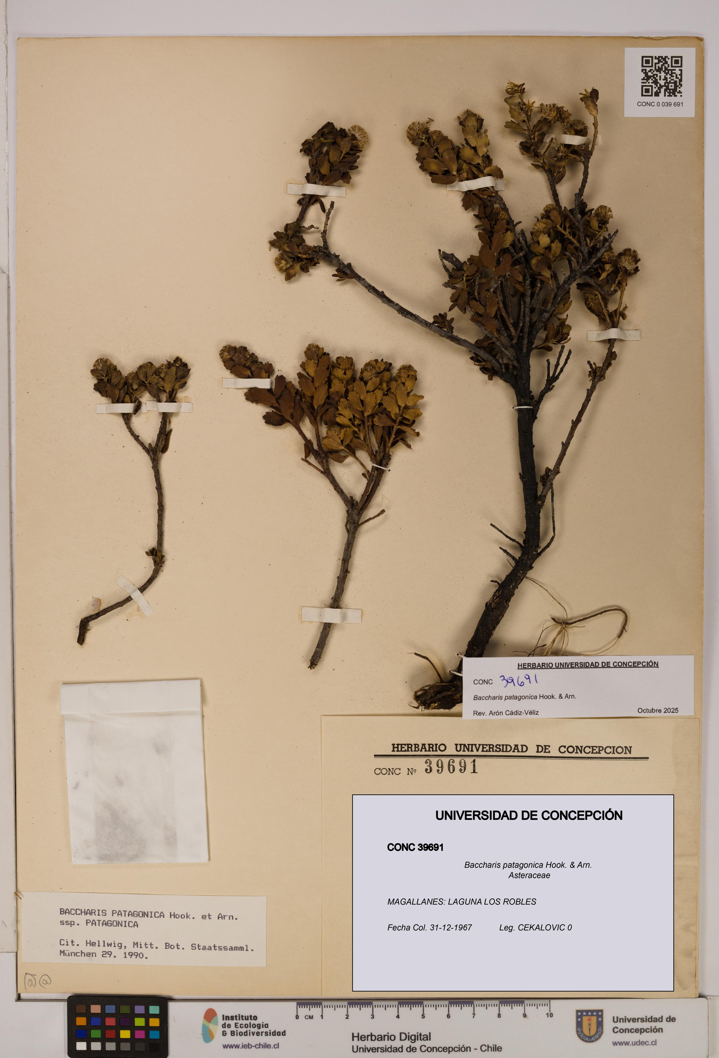 Baccharis patagonica [Espécimen: UDEC:CONC:0039691]