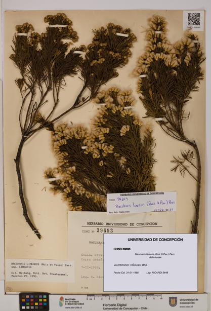 Baccharis linearis [Espécimen: UDEC:CONC:0039693]