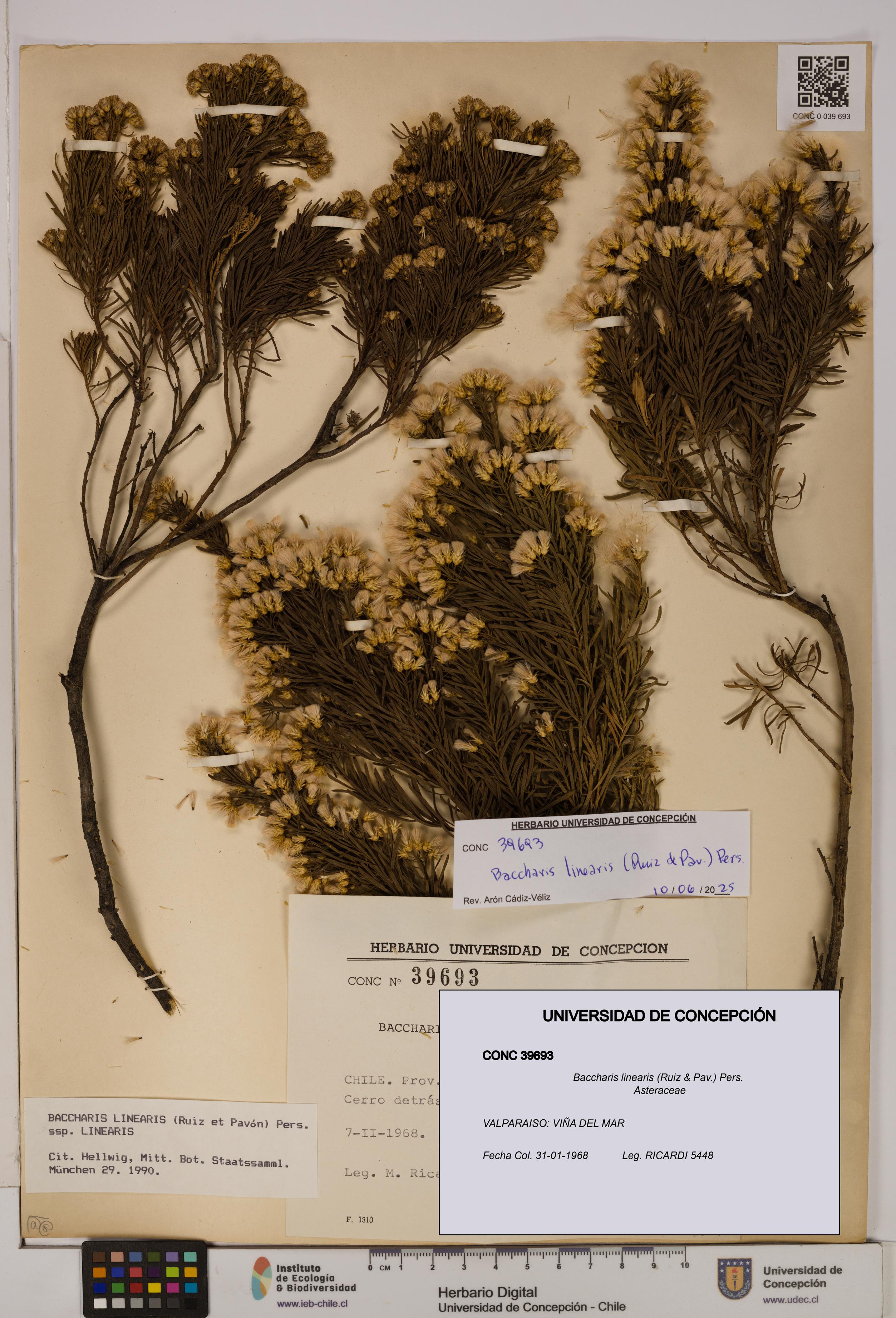 Baccharis linearis [Espécimen: UDEC:CONC:0039693]