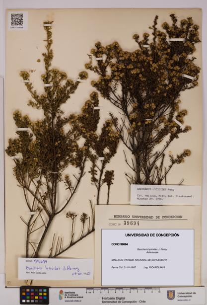 Baccharis lycioides [Espécimen: UDEC:CONC:0039694]